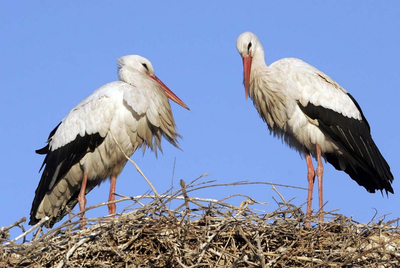 Marrakesh has rather a lot of storks