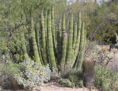 Tohono Chul Park