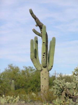 Tohono Chul Park