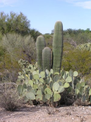 Tohono Chul Park