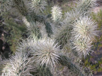 Tohono Chul Park