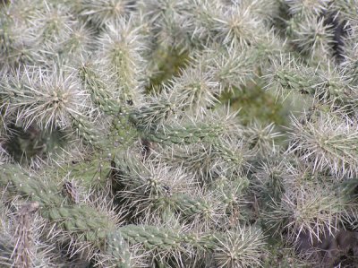 Tohono Chul Park