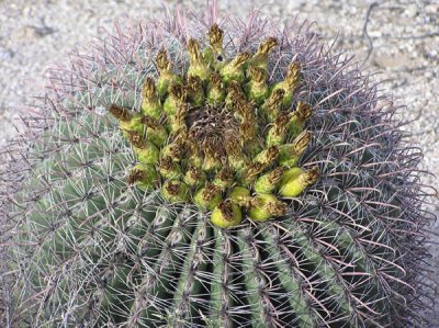 Tohono Chul Park