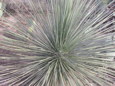 Tohono Chul Park