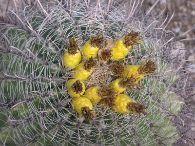 Tohono Chul Park