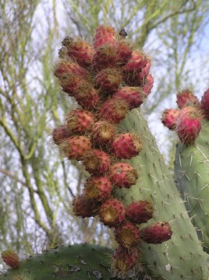Tohono Chul Park