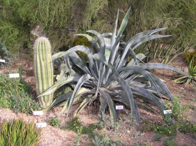 Tohono Chul Park