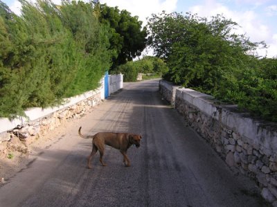 A Dog on an Empty Street