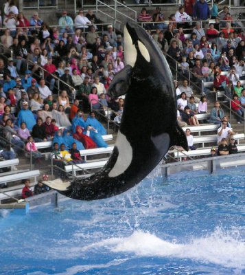 Shamu Orca (Killer Whale) Show