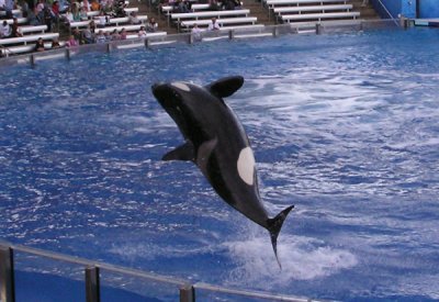 Shamu Orca (Killer Whale) Show