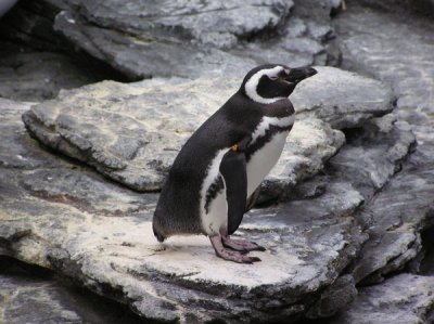 Oceanario de Lisboa