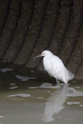 Snowy Egret