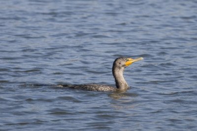 Double-crested Cormorant