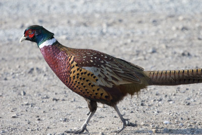 Ring-necked Pheasant