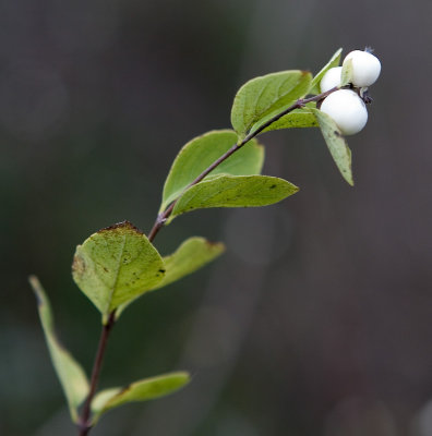 Common Snowberry (Symphoricarpos albus)