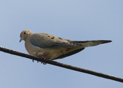 Mourning Dove