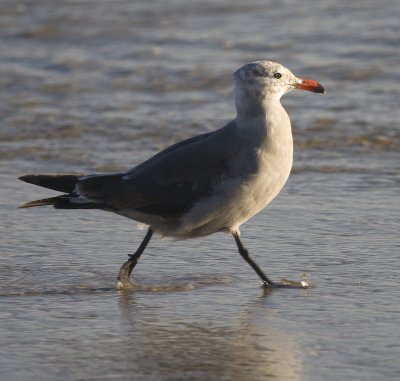 Heerman's Gull