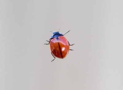 Ladybug (Ladybird beetle)