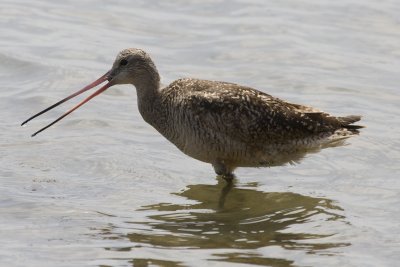 Marbled Godwit, mouth open