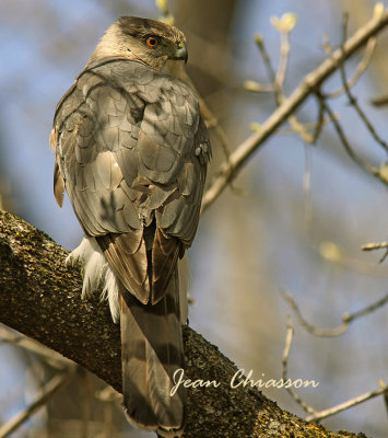 pervier de Cooper (Cooper's Hawk  ( Male