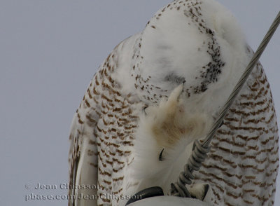 Harfang des Neiges (Snowy Owl)