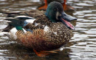 Canard souchet / Nothern Shoveler (Domaine de Maizerets)