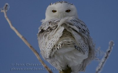 Harfang des Neiges (Snowy Owl)