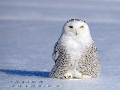 Harfang des Neiges (Snowy Owl)