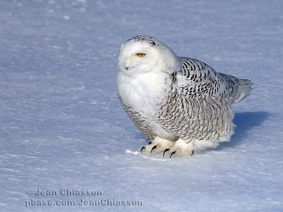 Harfang des Neiges (Snowy Owl)