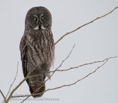 Chouette Lapone - Great Grey Owl (