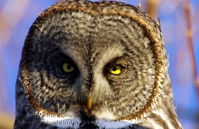 Chouette Lapone - Great Grey Owl