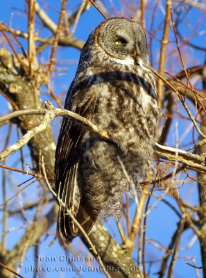 Chouette Lapone - Great Grey Owl