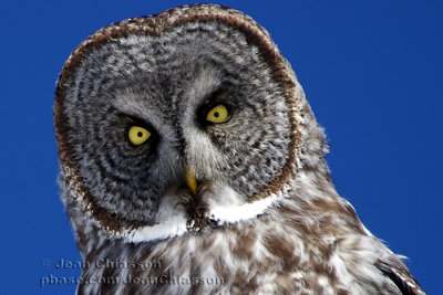 Chouette Lapone - Great Grey Owl