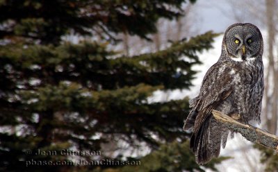 Chouette Lapone - Great Grey Owl