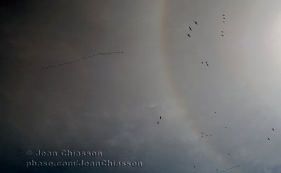 Geese in sun halo - Beauport Bay (Qubec)