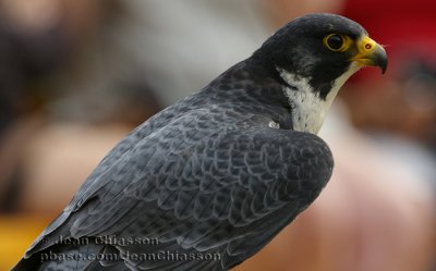 Faucon Plerin -  Peregine Falcon
