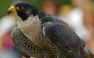 Faucon Plerin -  Peregine Falcon
