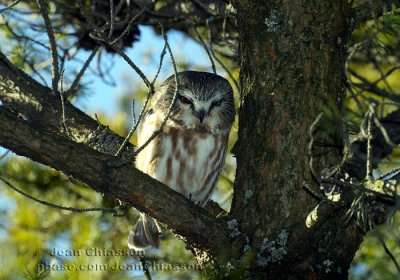 Petite Nyctale - Northern saw-whet owl