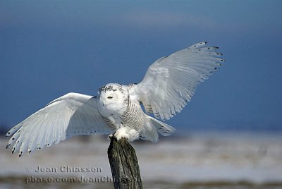 Harfang des Neiges (Snowy Owl)