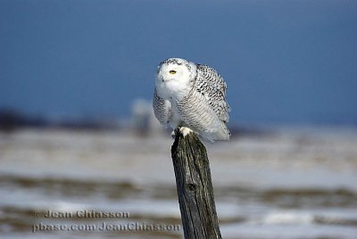 Harfang des Neiges (Snowy Owl)