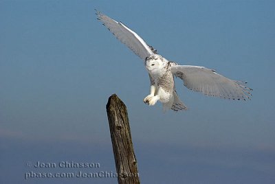 Harfang des Neiges (Snowy Owl)