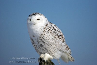 Harfang des Neiges (Snowy Owl)