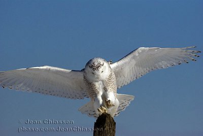 Harfang des Neiges (Snowy Owl)