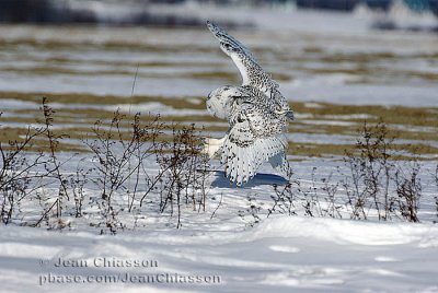 Harfang des Neiges (Snowy Owl)