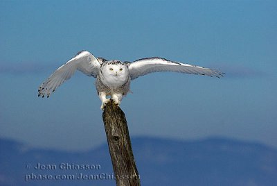 Harfang des Neiges (Snowy Owl)