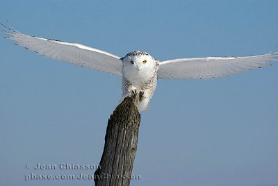 Harfang des Neiges (Snowy Owl)