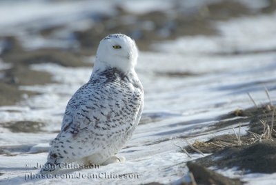 Harfang des Neiges (Snowy Owl)