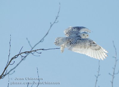 Harfang des Neiges (Snowy Owl)