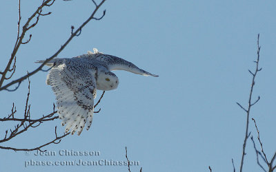 Harfang des Neiges (Snowy Owl)