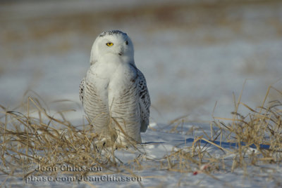 Harfang des Neiges (Snowy Owl)